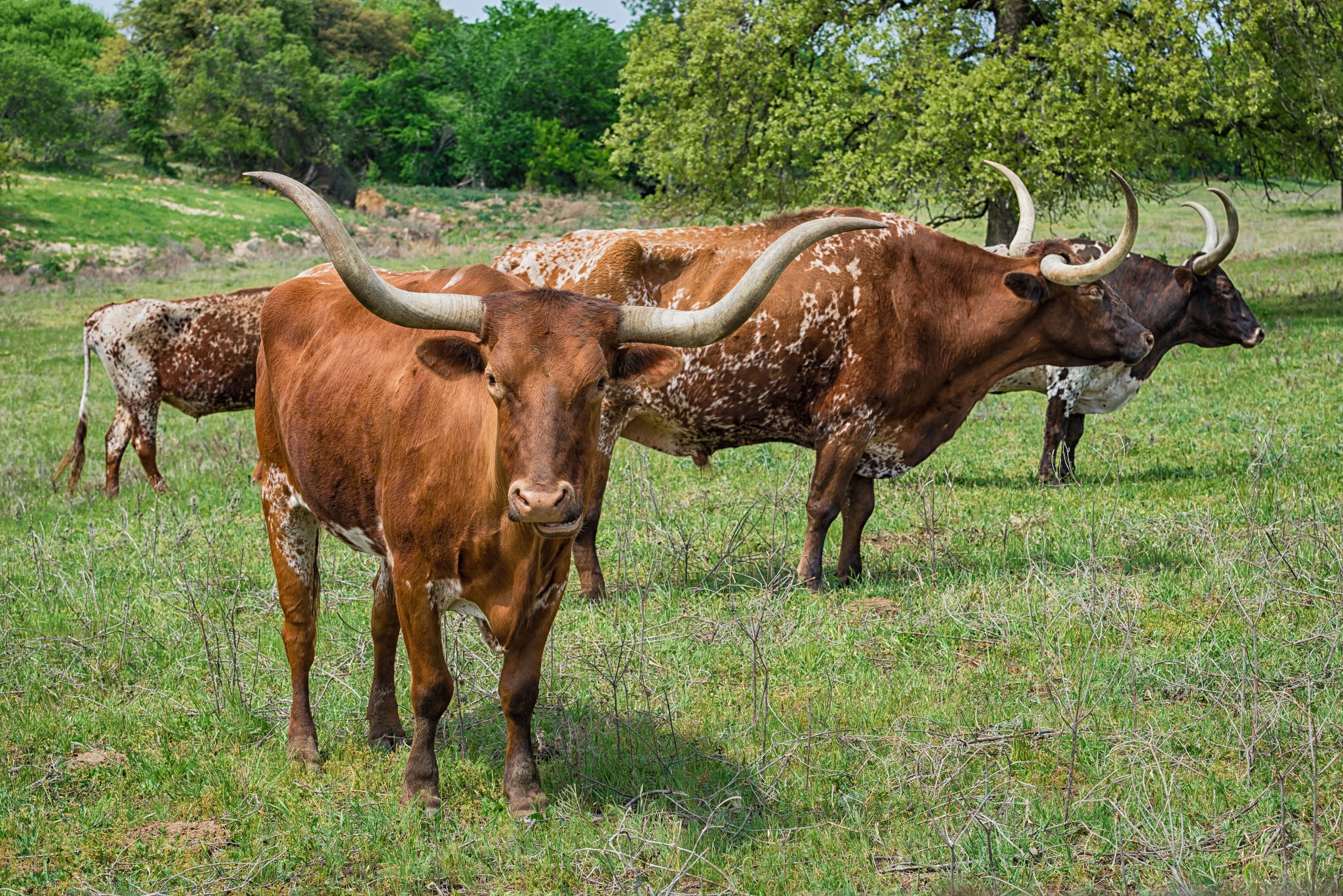 Maintaining Exemptions on Texas Land and Ranches